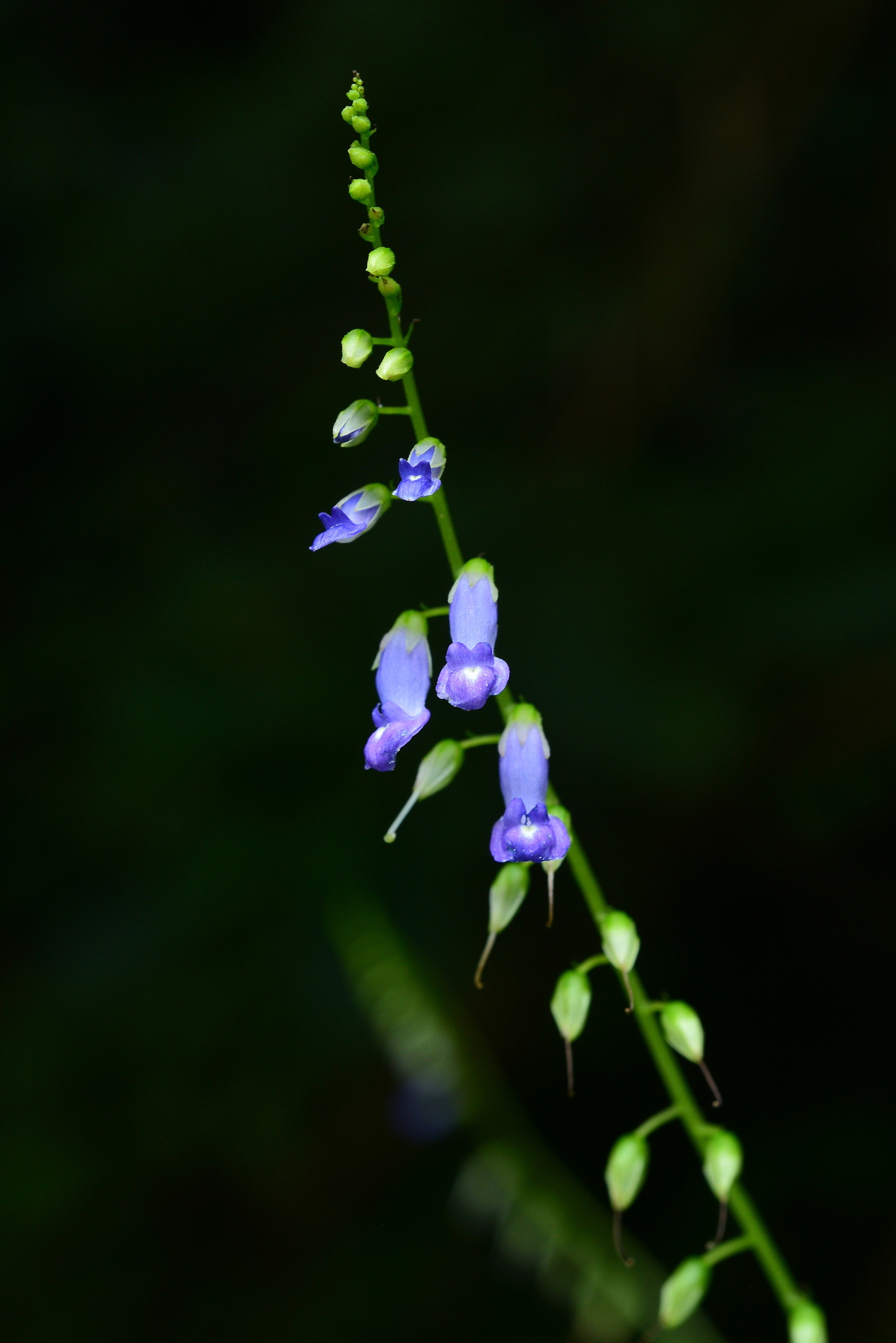 Rhynchoglossum obliquum