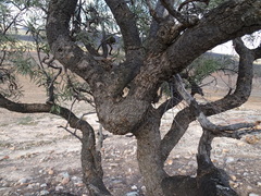 Alectryon oleifolius