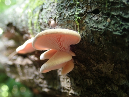 Pleurotus djamor