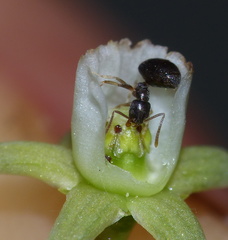 Technomyrmex pallipes