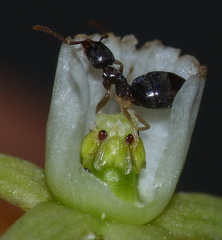 Technomyrmex pallipes