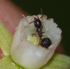 Technomyrmex pallipes