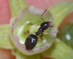 Technomyrmex pallipes