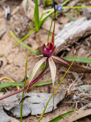 Caladenia reticulata
