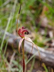 Caladenia reticulata
