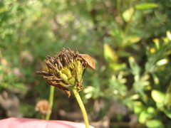 Sphyrocoris obliquus