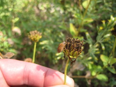 Sphyrocoris obliquus