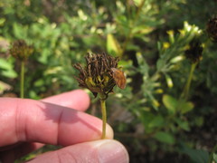 Sphyrocoris obliquus