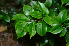 Ilex pedunculosa