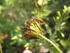 Sphyrocoris obliquus