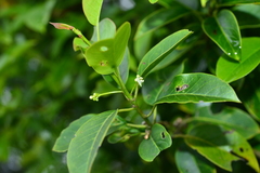 Ilex pedunculosa