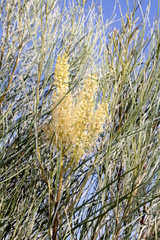 Grevillea stenobotrya