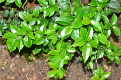 Ilex pedunculosa
