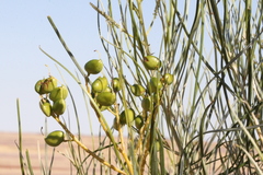 Grevillea stenobotrya
