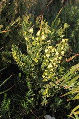 Acacia littorea
