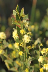 Acacia littorea
