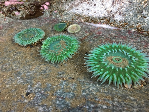 Representative image of Actiniaria