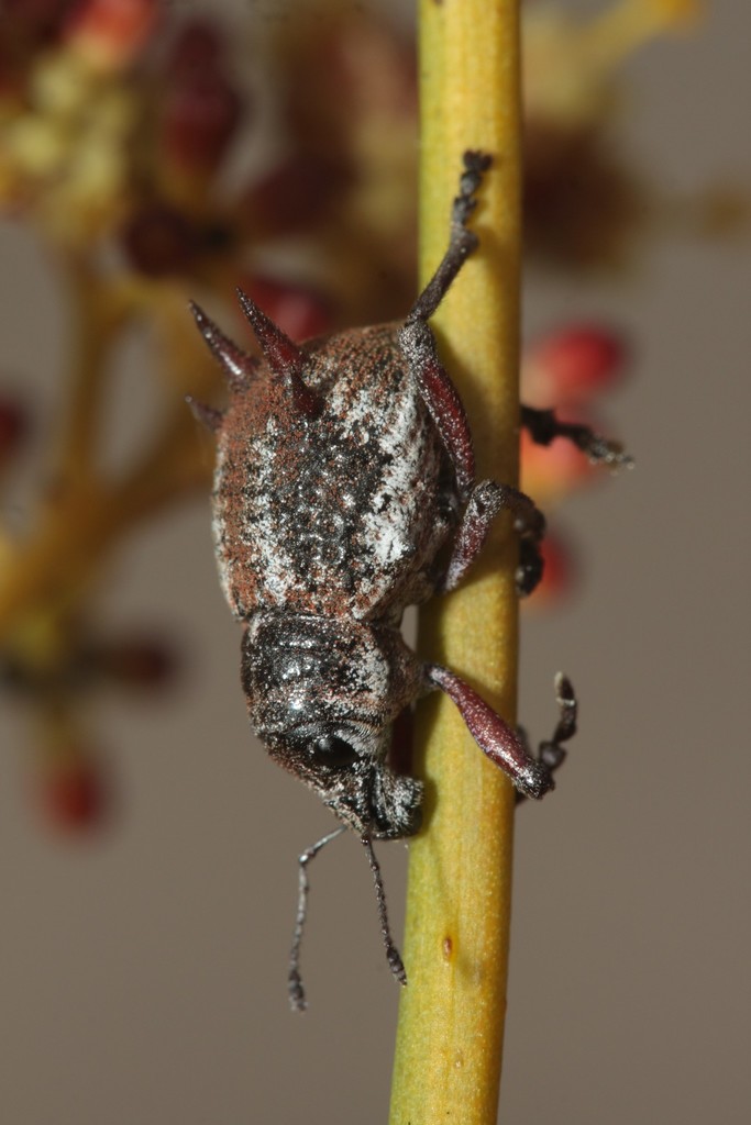 Catasarcus cicatricosus