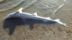 Mustelus mustelus