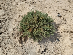 Herniaria hemistemon