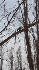 Polytelis swainsonii