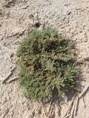 Herniaria hemistemon