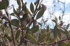Hakea neurophylla