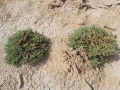 Herniaria hemistemon