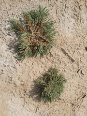 Herniaria hemistemon