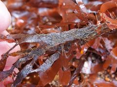 Stenogramma