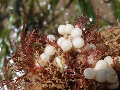 Sepioloidea pacifica