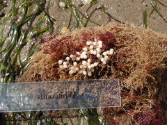 Sepioloidea pacifica