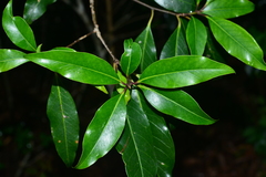 Ilex tugitakayamensis