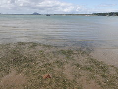 Sepioloidea pacifica