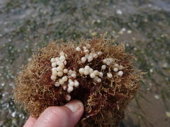 Sepioloidea pacifica