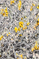 Crotalaria eremaea