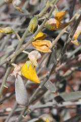 Crotalaria eremaea