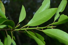 Ilex tugitakayamensis