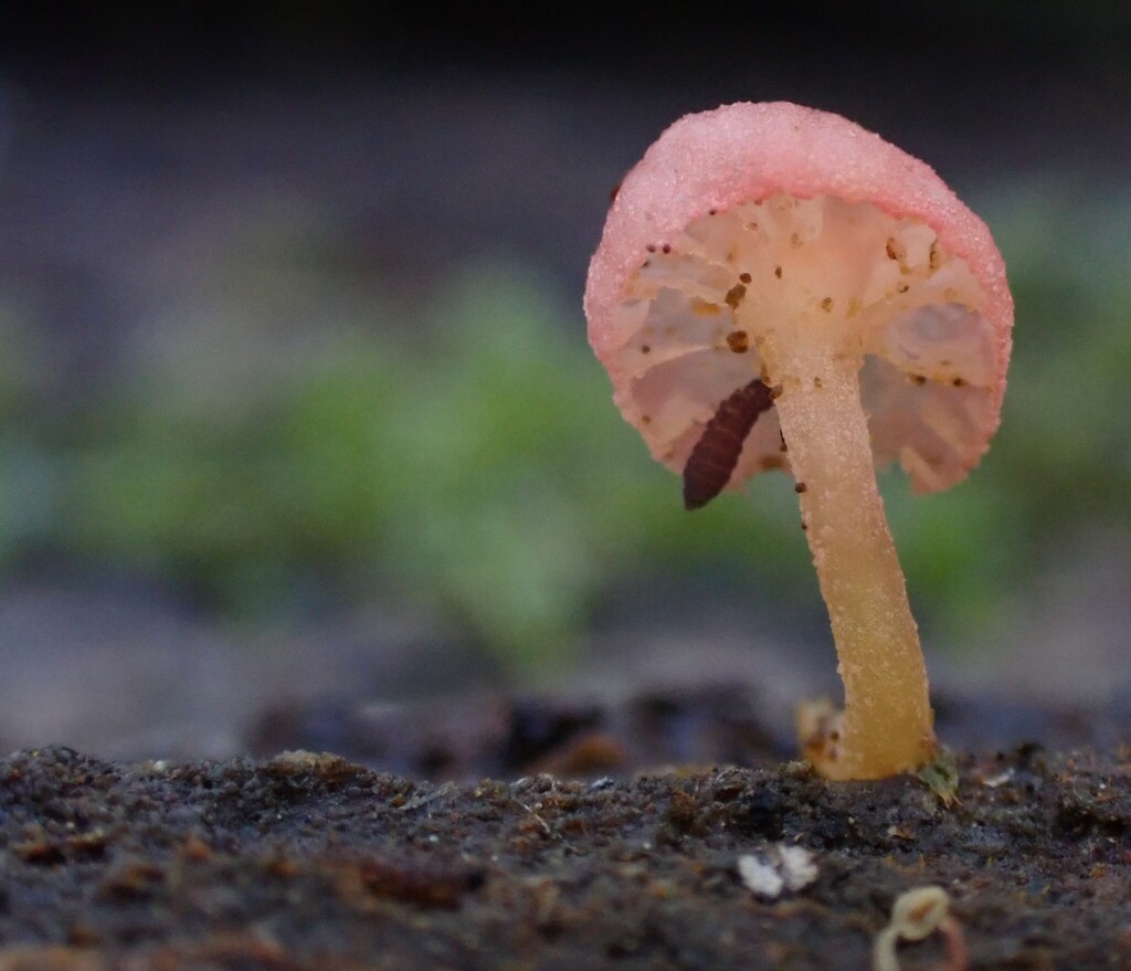 Mycena roseoflava · June 2025 · photo: © beau_meister (iNaturalist, cc-by)