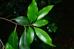 Ilex tugitakayamensis