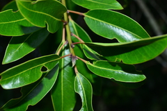 Ilex tugitakayamensis