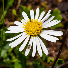 Brachyscome aculeata