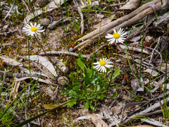 Brachyscome aculeata