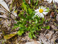 Brachyscome aculeata