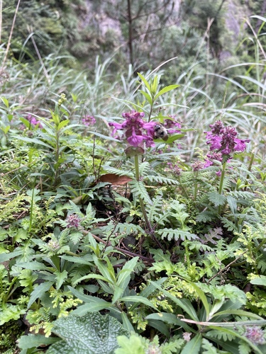Pedicularis refracta iNat (1)