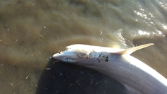 Mustelus mustelus