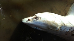 Mustelus mustelus