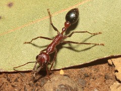 Myrmecia regularis