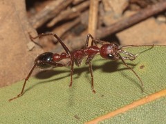 Myrmecia regularis