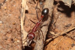 Myrmecia regularis
